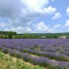 Lavendelfeld Provence