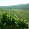 Weinberge Weinstrasse