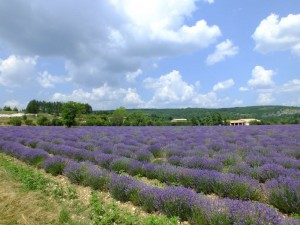 Eins der Lavendelfelder in der der Provence