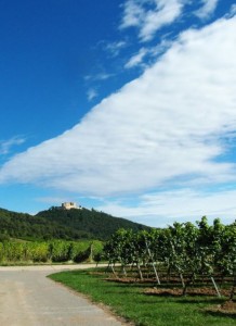 Weinberg Hambacher Schloss