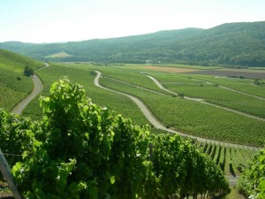 Weinberge Weinstrasse
