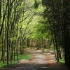 durch den Wald